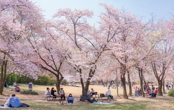 어린이대공원의 봄  