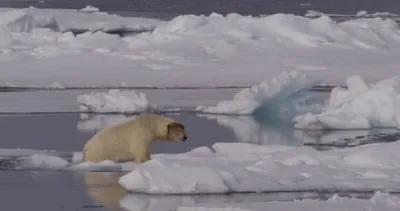WWF, 국제 북극곰의 날(2월 27일)을 맞아 영상 및 사진 자료 공개! 지구 평균 기온 1.5℃ 초과"북극곰 생존 위기 더욱 심화"