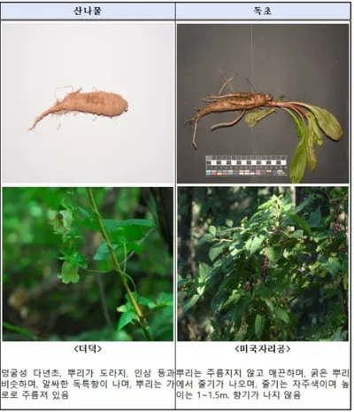 산나물과 유사한 독초, 그 구별법은?