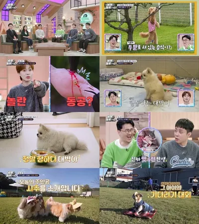 '동물은 훌륭하다', 생식기 만지는 포메라니안 '대박이' 민망한 습관 고치기 성공! 